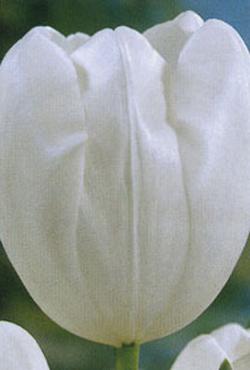 Луковицы тюльпанов Триумф White Dream
