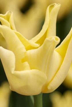 Луковицы тюльпанов Триумф Yellow Crown (Еллоу Кроун)