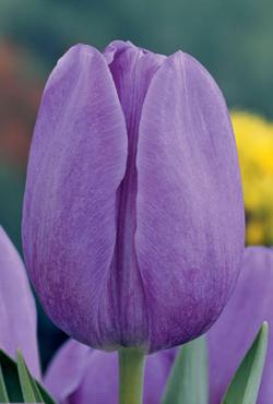 Луковицы тюльпанов Триумф Violet Beauty (Виолет Бьюти)