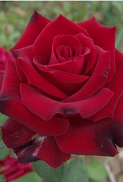 Розы Алтайские чайно-гибридные Ловелли Ред