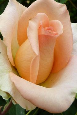 Розы Алтайские чайно-гибридные Осиана, Слоновая кость