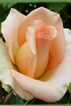 Розы Алтайские чайно-гибридные Осиано