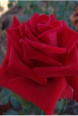 Розы Алтайские чайно-гибридные Ред Берлин