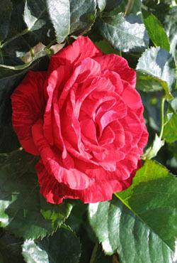 Розы Алтайские чайно-гибридные Ред Интуишин
