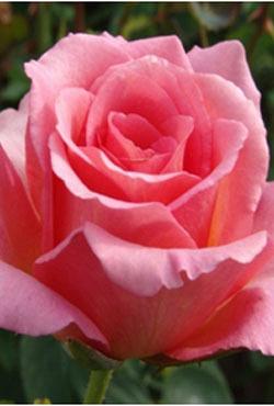 Розы Алтайские чайно-гибридные Вечерний Париж