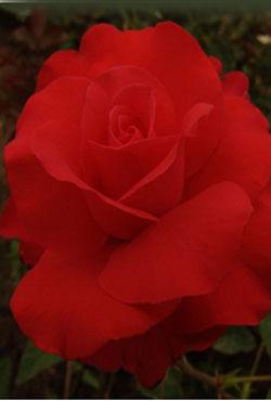 Розы Алтайские чайно-гибридные Шарлотта