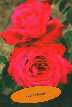 Розы чайно-гибридные Алекс Ред