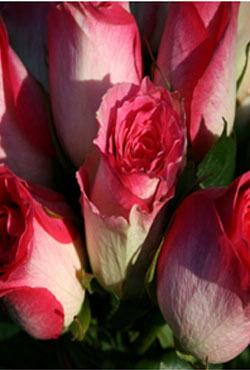 Розы Алтайские чайно-гибридные Верди