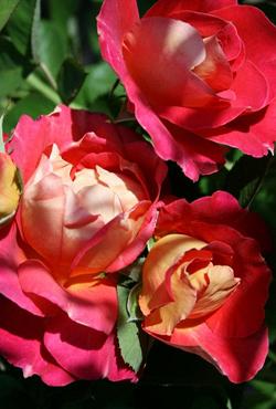 Розы Алтайские плетистые Мейланд Декор Арлекин