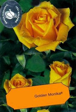 Розы чайно-гибридные Голден Моника