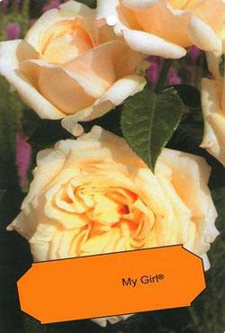 Розы чайно-гибридные Май Герл