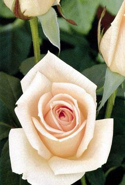 Розы чайно-гибридные Osiana