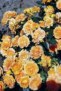 Розы флорибунда рабатковые Goldelsa