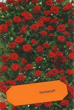 Розы плетистые Сантана