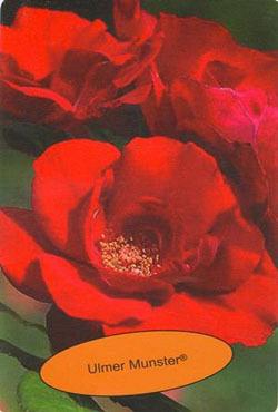 Розы шрабы Улмер Мунстер