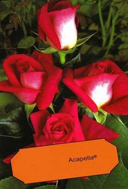 Розы чайно-гибридные Акапелла