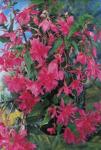 Луковицы бегонии Pendula Pink