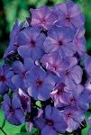 Луковицы цветов Phlox paniculata Amethyst