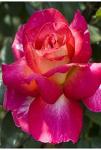 Розы Алтайские чайно-гибридные Большой