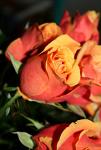 Розы Алтайские чайно-гибридные Черри Бренди