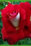 Розы Алтайские чайно-гибридные Луксор