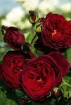 Розы кустарниковые Grafin von Hardenberg