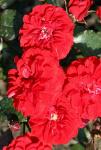 Розы флорибунда рабатковые Rose von Oldenburg