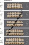 Зубы Kaifeng - трехслойные, акриловые, жевательные верхние, 8 зубов, 12шт.