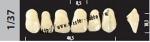 Зубы Super Lux - трехслойные, акриловые, фронтальные верхние, 6шт. Major, Италия