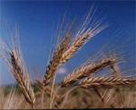 Элитные семена озимой пшеницы