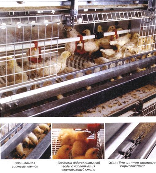 Система клеток для выращивания цыплят