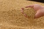 зерно пшеницы фуражной