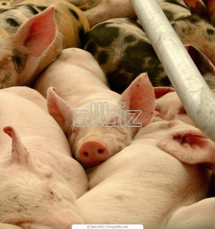 Белково-витаминно-минеральные концентраты для свиней