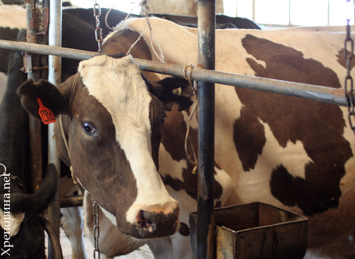 Добавка кормовая БВМД 61-1С (к) 10% для высокопродуктивных коров (удой 6-7 тыс. кг) в стойловый период