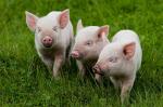 Добавка кормовая БВМД 26 (с) 20% для откорма свиней 1 периода