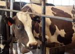 Добавка кормовая БВМД 61-1С (к) 10% для высокопродуктивных коров (удой 6-7 тыс. кг) в стойловый период
