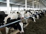 Кормовая добавка БВМД 60С (к) 10% для дойных коров (удой 4-5 тыс. кг) в стойловый период