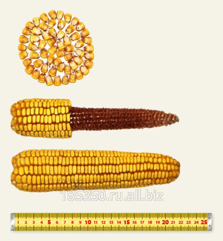 Кукуруза гибрид П8816 ФАО 280 среднеранний