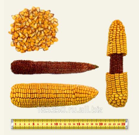 Кукуруза гибрид П8688 ФАО 260 среднеранний