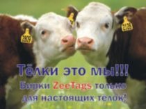 Ушные бирки для крупного рогатого скота Ушные бирки для крупного рогатого скота