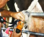 Приспособление для подстрижки хвостов у дойных коров