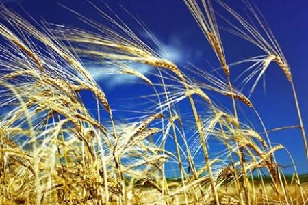 Пшеница озимая Дон 93 Пшеница озимая Дон 93