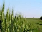 Озимая пшеница