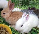 Комбикорма для отсаженного молодняка кроликов (с травяной мукой)
