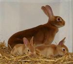 Комбикорм для кроликов (с травяной мукой)