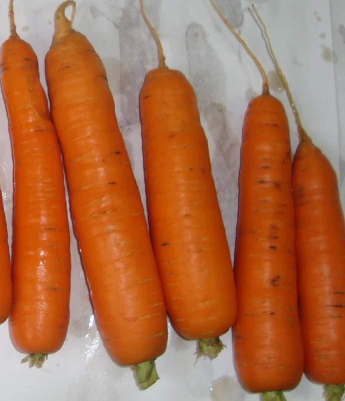 Морковь столовая свежая ГОСТ Р 51782-2001