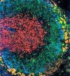 Моноклональные антитела