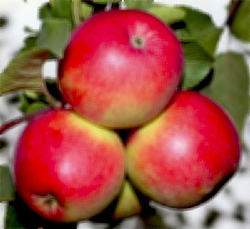 Свежие яблоки