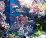 Мягко-коралловый аквариум