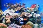 Жестко-коралловый аквариум